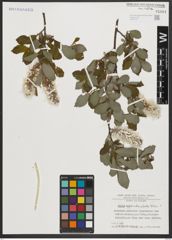 Foto von Salix appendiculata Vill.